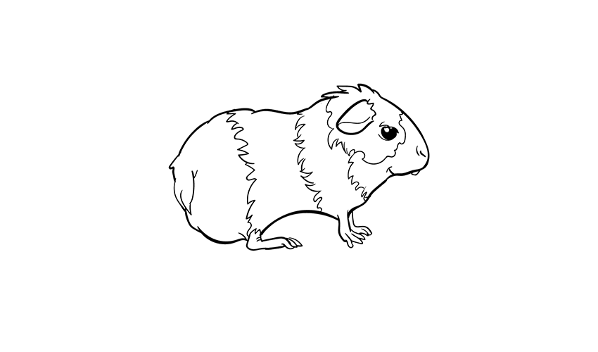 How to draw a guinea pig